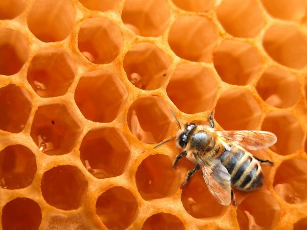 Le miel une denrée rare en 2012