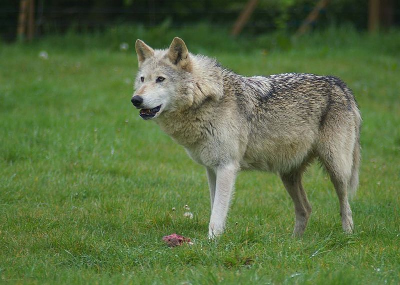 Vosges : Aucun loup détecté lors des derniers comptages