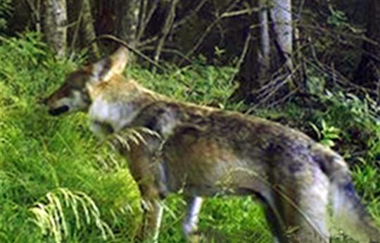 Des permis de tuer le Loup dans les Vosges