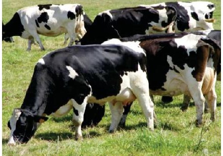 Crise laitière : barrages filtrants près de Marcillat Corcieux
